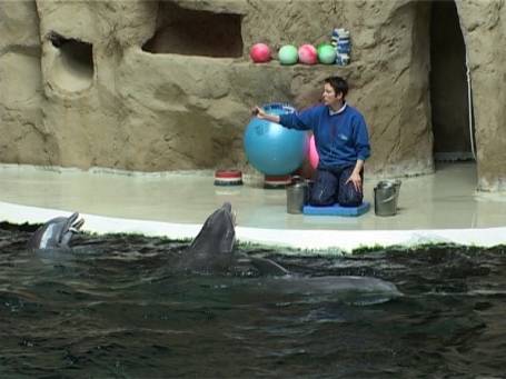 Zoo Duisburg : Im Delphinarium die Delphin-Show